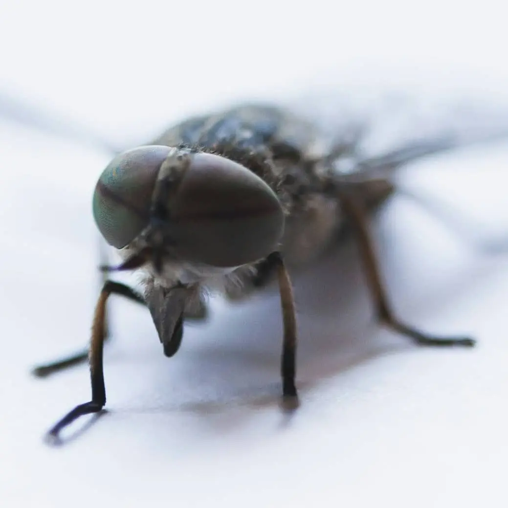 General Pest Control